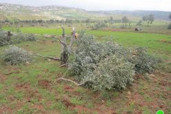 إتلاف 250 شجرة زيتون في قرية بيتللو