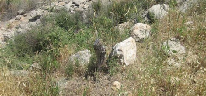 Ravaging 20 Olive Trees in Shufa