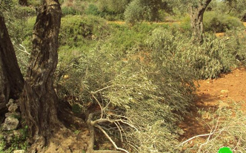 اقتلاع 100 شجرة زيتون في قرية بيتللو / محافظة رام الله