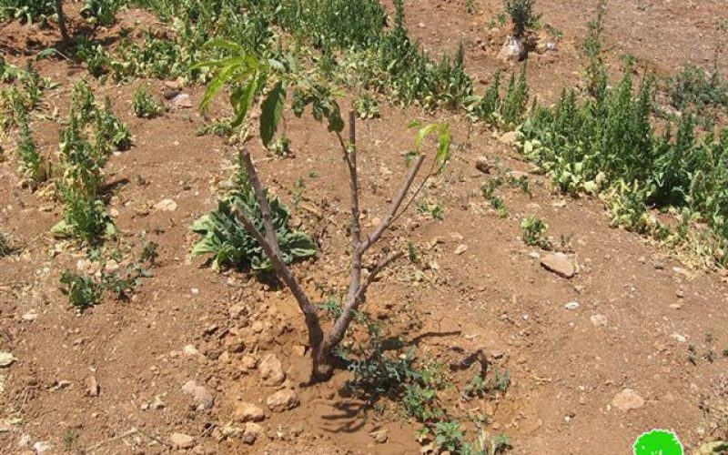 Attacking Trees in Qinan Jaber