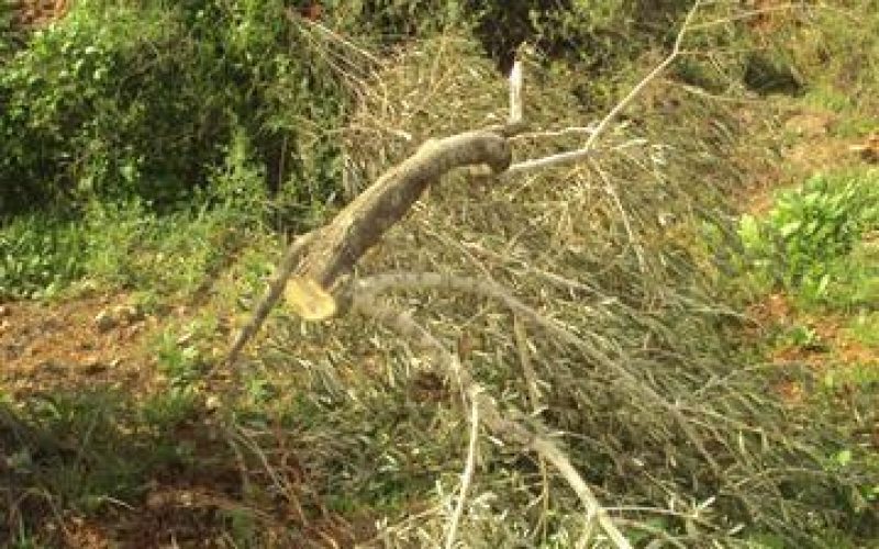 Ravaging 100 Trees in Bitillo