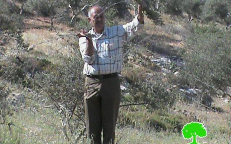 Ravaging 267 Olive Seedlings in Aqraba