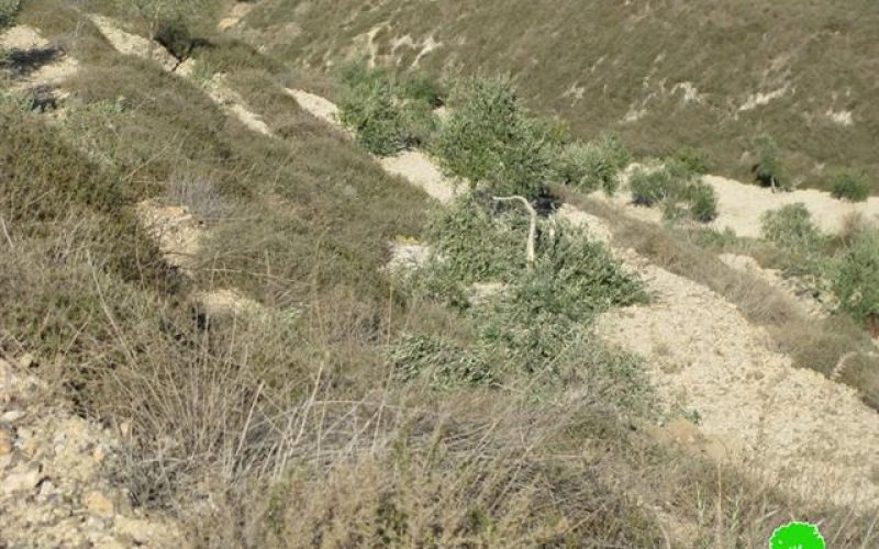 Ravaging 17 Olive Trees in Khallet Siwar, Burin Village – Nablus Governorate