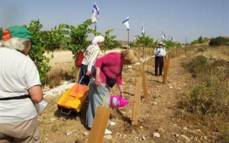 Colonists plant Olive Seedlings in Palestinian Private Property