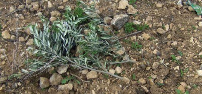 Ravaging 40 Olive Seedlings in Deir Ballout