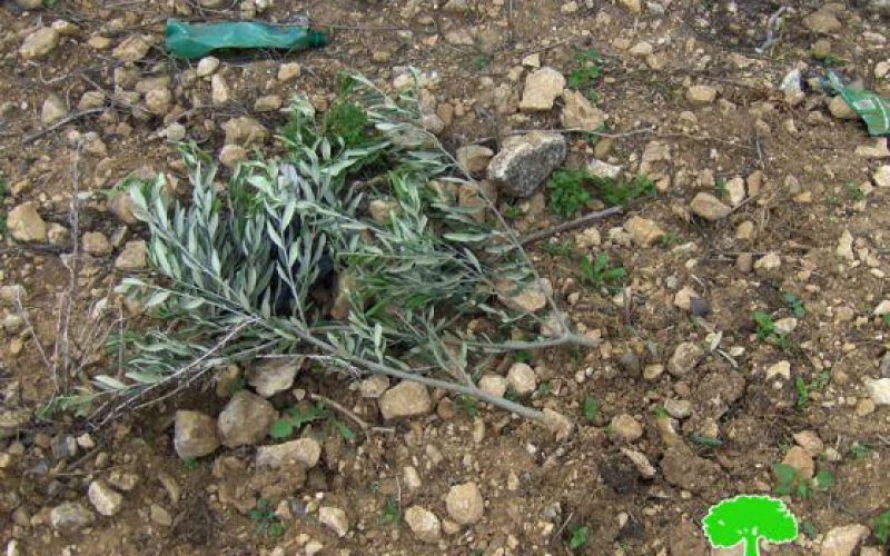 Ravaging 40 Olive Seedlings in Deir Ballout