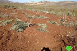 مستعمرو “عادي عاد” يتلفون 30 شجرة في بلدة ترمسعيا /محافظة رام الله