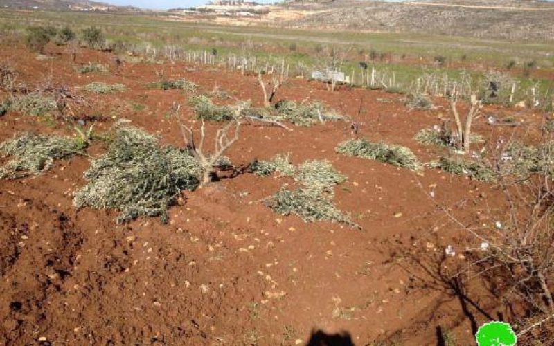 مستعمرو “عادي عاد” يتلفون 30 شجرة في بلدة ترمسعيا /محافظة رام الله