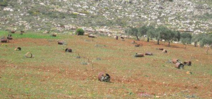 Damaging 64 olive trees in Qusra/ Nablus