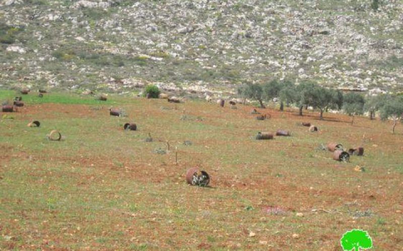 Damaging 64 olive trees in Qusra/ Nablus