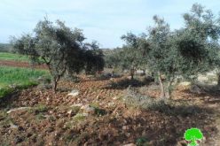 مستعمرون يعتدون على 40 شجرة زيتون في بلدة بيت عوا غرب الخليل