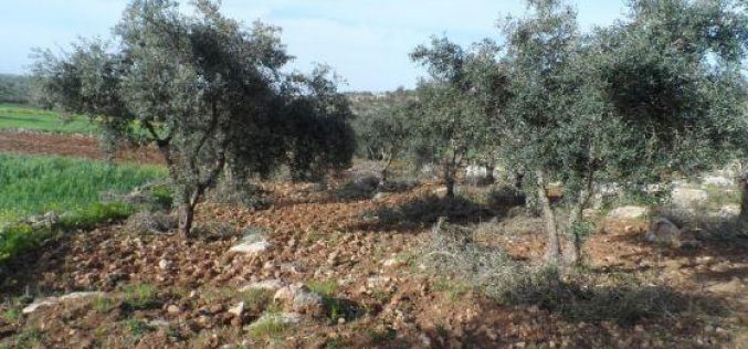 مستعمرون يعتدون على 40 شجرة زيتون في بلدة بيت عوا غرب الخليل