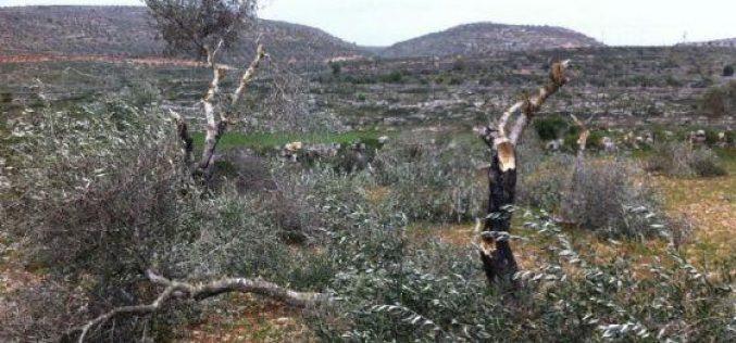 قطع 112 شجرة زيتون في قرية الساوية / محافظة نابلس