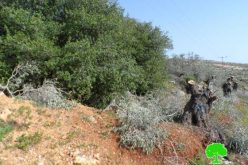 قطع 25 شجرة زيتون في قرية دير جرير / محافظة رام الله