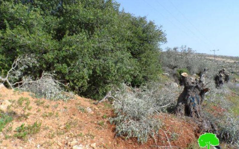 Cutting down 25 Olive Trees in Deir Jarer/ Ramallah