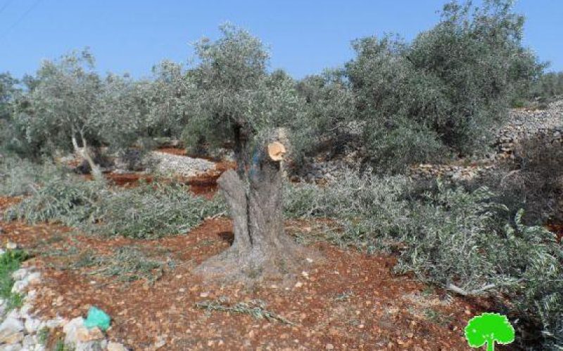 Damaging 78 Olive Trees in Qariot village – Nablus Governorate