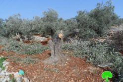 إتلاف  78 شجرة زيتون في قرية قريوت