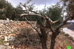 Knocking down retaining walls and breaking of trees in Wadi al Amir in Halhul – Hebron