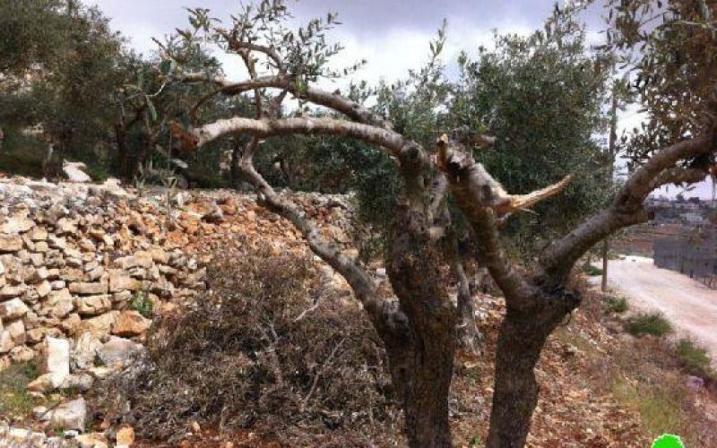 Knocking down retaining walls and breaking of trees in Wadi al Amir in Halhul – Hebron