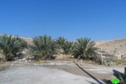 الاحتلال الإسرائيلي يخطر باقتلاع 110 شجرة نخيل في قرية الزبيدات