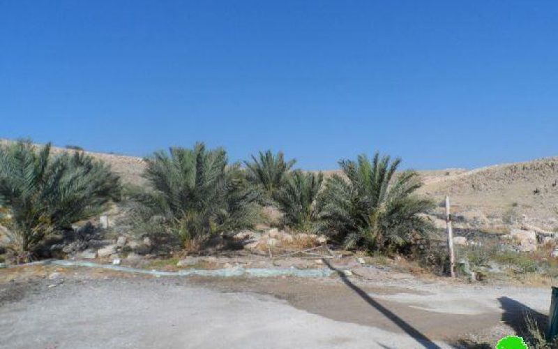الاحتلال الإسرائيلي يخطر باقتلاع 110 شجرة نخيل في قرية الزبيدات