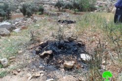 Colonists set olive saplings ablaze and use agricultural lands for sheep grazing