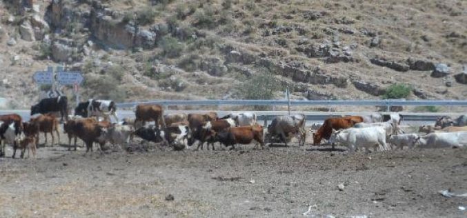 The Israeli occupation Authorities confiscated two cows and drugged five others in Toubas governorate