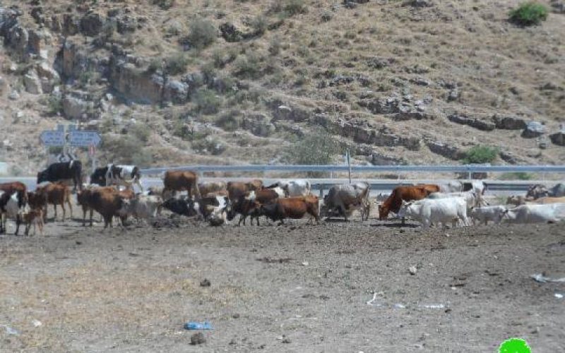 The Israeli occupation Authorities confiscated two cows and drugged five others in Toubas governorate