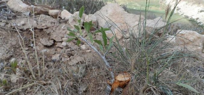 The Israeli authorities uproot and confiscate 450 trees in al-Dahiriya village