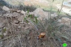 سلطات الاحتلال تقتلع وتصادر (450 ) شجرة جنوب الظاهرية