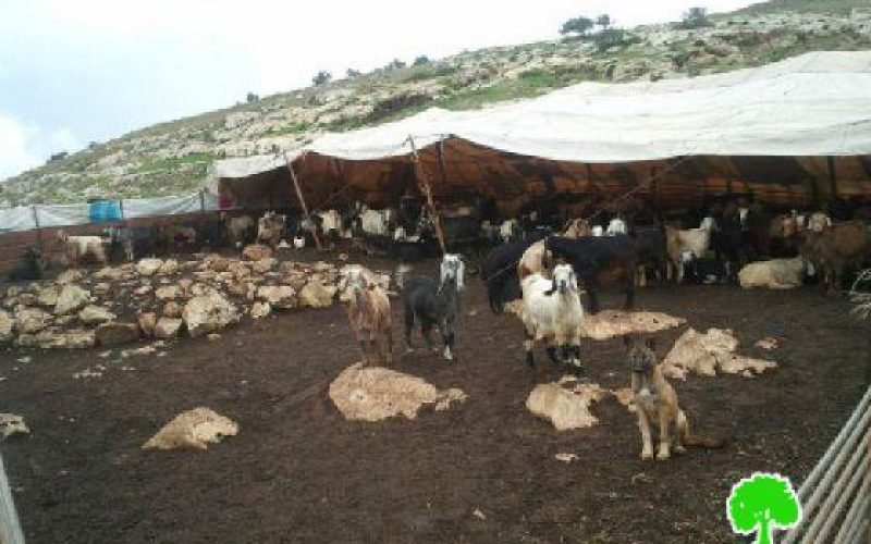 Killing Cattle in the Jordan Valley