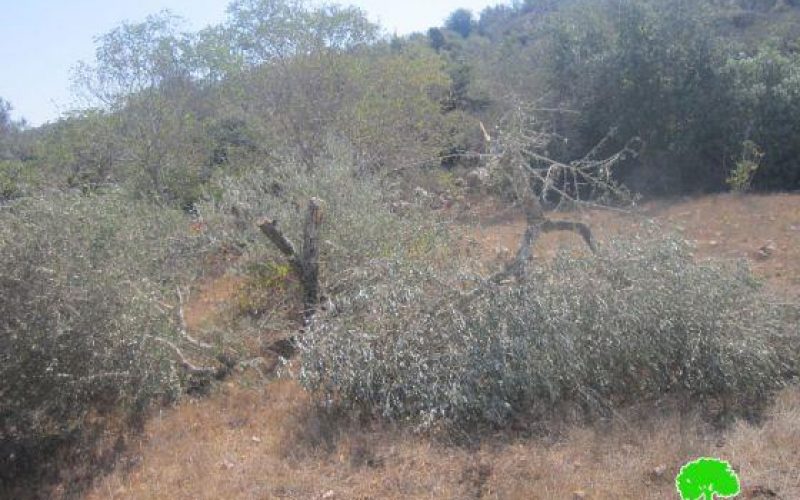 مستعمرو “نحلئيل” يتلفون 20 شجرة زيتون في قرية بيتللو