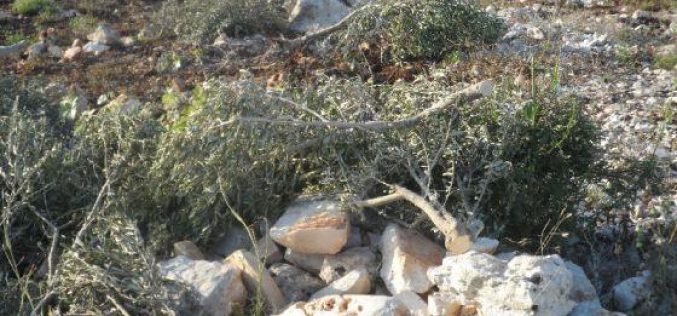مستعمرو ” ألون موريه”  يقطعون  112 غرسة زيتون في قرية بيت دجن /محافظة نابلس