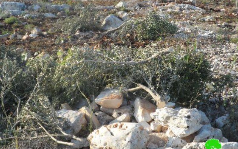 مستعمرو ” ألون موريه”  يقطعون  112 غرسة زيتون في قرية بيت دجن /محافظة نابلس