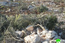 Israeli Colonists uproot 112 olive seedlings in Beit Dajan village – Nablus