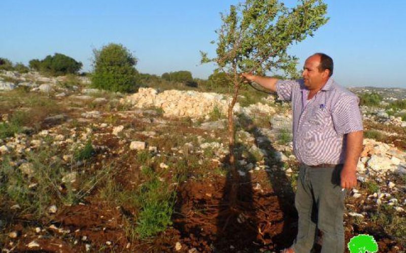 في جريمة جديدة مستعمرو ” ميفودوتان ” يقطعون  900 شجرة زيتون من أراضي قرية عرابة
