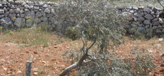 مستوطنو مستوطنة حلميش يتلفون 150 شجرة في قرية دير نظام