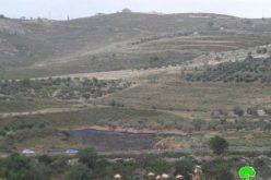 Colonists Set 137 Olive Trees Alight in Burin Village – Nablus Governorate