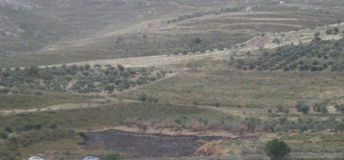 Colonists Set 137 Olive Trees Alight in Burin Village – Nablus Governorate
