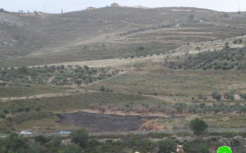 Colonists Set 137 Olive Trees Alight in Burin Village – Nablus Governorate