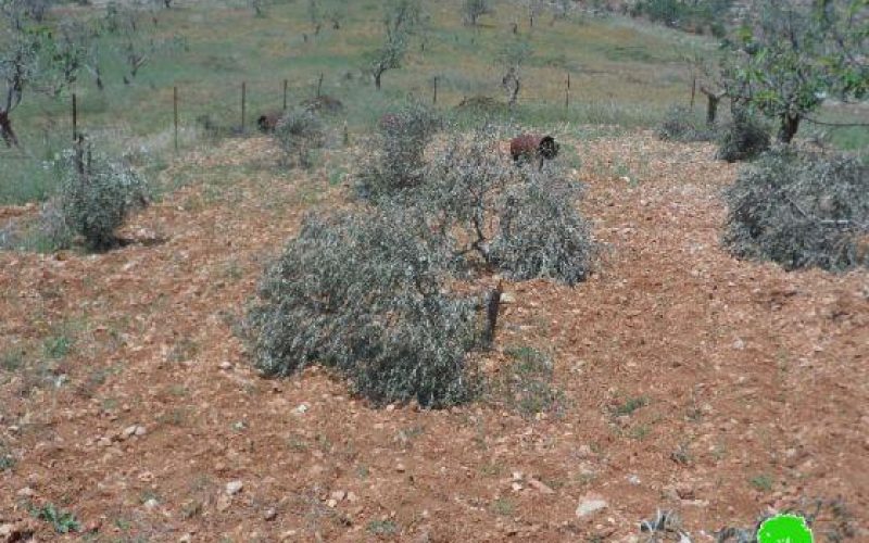 مستعمرو “عوفرا” يتلفون 28 شجرة زيتون في قرية دير جرير