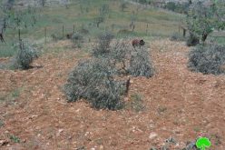 Colonists Cut Down 28 Trees In Deir Jareer