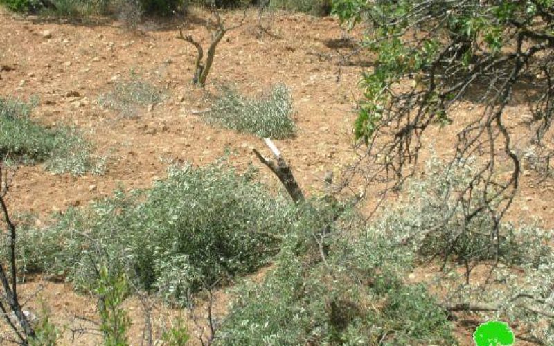 مستعمرو “جبعوت” يقطعون 50 شجرة زيتون في قرية نحالين
