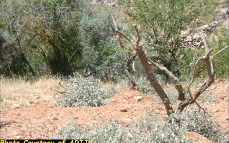 “Series of Attacks Continue” <br> Israeli Settlers cut Old Olive Trees in Nahhalin Village West of Bethlehem City
