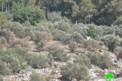 Israeli Setlers Damage trees using toxic chemicals in Burin Village