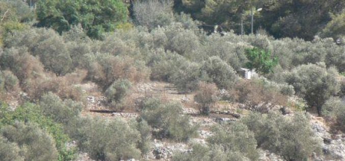Israeli Setlers Damage trees using toxic chemicals in Burin Village