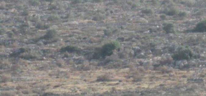 إعدام 480 شجرة زيتون معمرة بدم بارد عبر رشها بمواد كيمائية سامة في قرية عورتا
