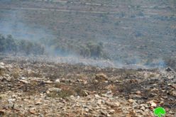 إحراق 11 دونماً مزروعة بالقمح والزيتون في قرية جيت / محافظة قلقيلية