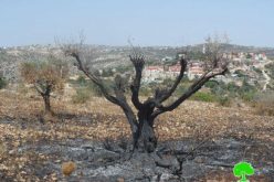 Colonists Burn 590 Olive Trees in Betilo village