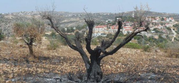 Colonists Burn 590 Olive Trees in Betilo village